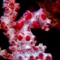 Pygmy Seahorse